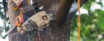 How Our Tree Care Process Works  in  Hollidaysburg, PA