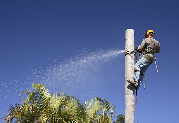 Hollidaysburg, PA Tree Services Company