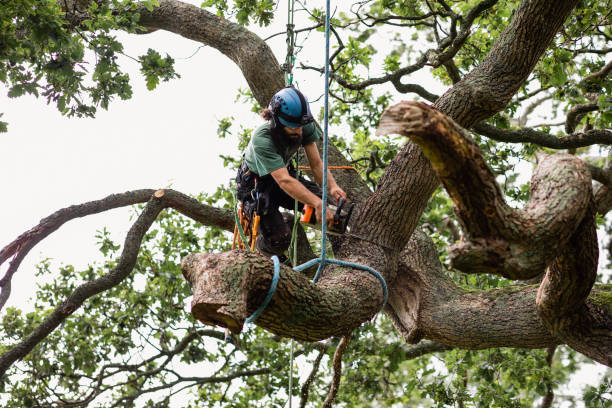 Best Emergency Tree Removal  in Hollidaysburg, PA